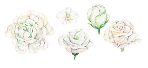 Watercolor set of white flowers. Botanical illustration. Eustoma, calla, white rose, orchid. Gentle wedding flowers. Design for wedding, greeting, packing, wrapping, anniversary, celebration