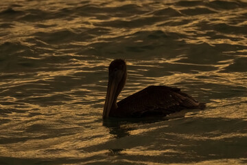 Fototapeta premium Brown pelican at sunset in Los Roques National Park. Venezuela