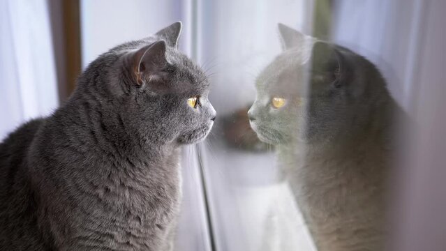 Tired Gray British Domestic Cat Sits on the Windowsill, Reflected in the Window. Close up. A bored purebred big fluffy cat with big eyes looks out the window glass. Lifestyle. Animal behavior. Pets.