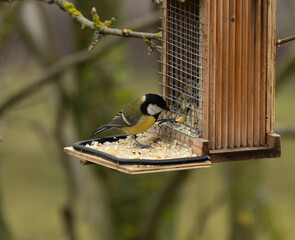 Maise, Blaumeise, selten, Natur, Futter, Füttern, Vogel, bunt, einheimisch