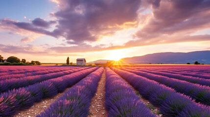Beautiful lavender field with sunset view - obrazy, fototapety, plakaty