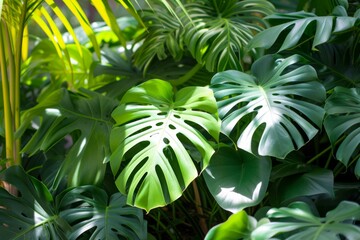 Monstera Plant in Outdoor Bed Generative AI