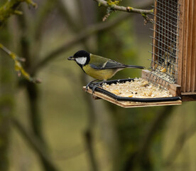 Maise, Blaumeise, selten, Natur, Futter, Füttern, Vogel, bunt, einheimisch