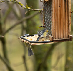 Maise, Blaumeise, selten, Natur, Futter, F&uuml;ttern, Vogel, bunt, einheimisch