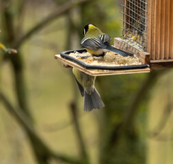 Maise, Blaumeise, selten, Natur, Futter, Füttern, Vogel, bunt, einheimisch