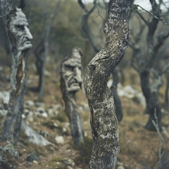 Forest Pareidolia, Nature's Guardians: Faces Among the Trees