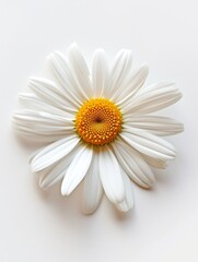 Obraz premium White Daisy and Group of Flowers Illustration Generative AI