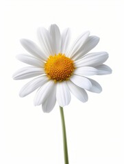 White Daisy Flower Illustration - Minimalist Generative AI
