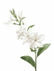 White Jasmine Flower Illustration Generative AI