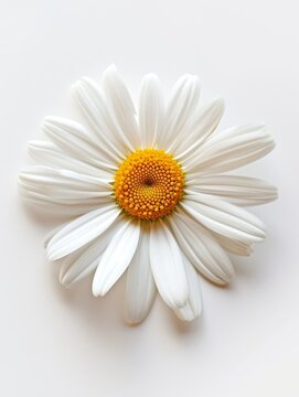 White Daisy and Group of Flowers Illustration Generative AI