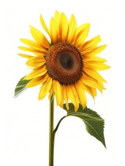 Obraz premium Yellow Sunflower Illustration - Minimalist Art Generative AI