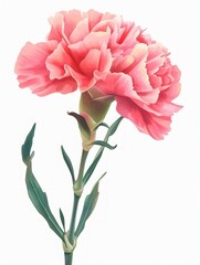 Pink Carnation Illustration - Minimalist Floral Art Generative AI