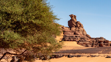 Tadrart landscape in the Sahara desert, Algeria. The foliage of an acacia and the profile of an eagle sculpted by the wind in the sandstone - 732648737