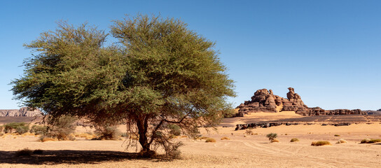 Landscape of the Red Tadrart in the Sahara Desert, Algeria. A solitary tree and, in the background, a rock formation seems to represent a bird in profile - 732649384
