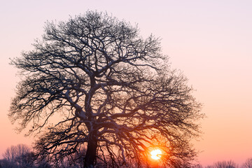 Majestic old oak tree in winter at sunset.