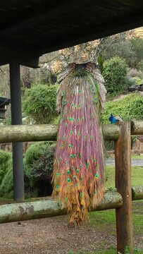 Vertical video. Portrait Peacock, Peafowl or Pavo cristatus, live in a public park colorful tail-feathers gesture elegance. Perched on a stick, it takes care of its plumage after the rain