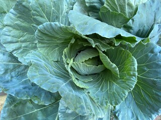 Obraz premium Fresh Green Cabbage Vegetable
