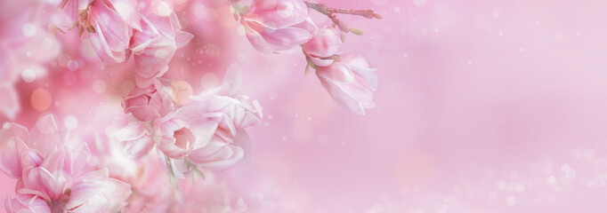 Pink spring magnolia flowers branch. Magnificent floral banner. Tender bloom. Floral backdrop....