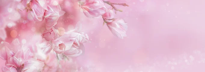 Poster Pink spring magnolia flowers branch. Magnificent floral banner. Tender bloom. Floral backdrop. Botanical garden concept. Aroma and fragrance. Spring season. © bonilook