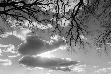 Skyscape with twigs, clouds and ssunburst, black and white