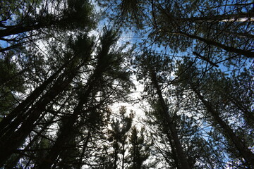 trees in the forest
