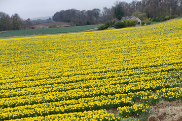 Daffodil crop in field at a rural agriculture farmland