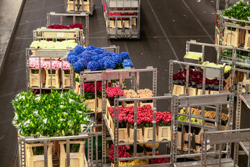 Carts with flowers at the largest flower auction in the world in Aalsmeer.