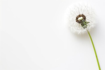Dandelion flowers on white background, condolence, mourning card, loss, funeral, support. Copy space on the left for text or images.