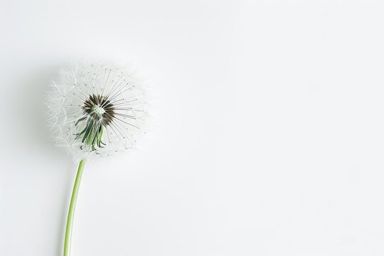 Dandelion flowers on white background, condolence, mourning card, loss, funeral, support. Copy space on the right for text or images.