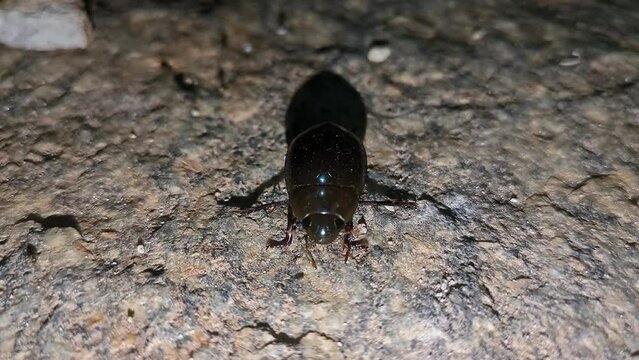 A macro video of a Hydrophilidae, Hydrophilus water beetle insect with its babies at night