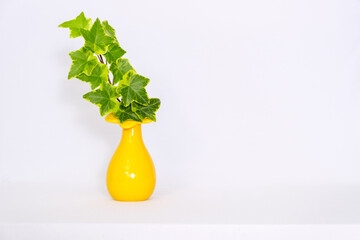 Ivy leaves in yellow vase isolated on white background