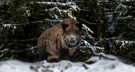 A Wild Boar In Winter (Sus Scrofa)