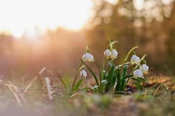 Spring flowers in the shining sunlight , Leucojum vernum, called spring snowflake