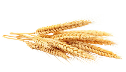 Ears of wheat isolated on transparent background.