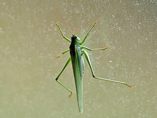 Zielony konik polny. © Edward
