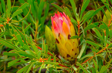 Common sugarbush (Protea repens), Potjiesberg Pass, Uniondale, Western Cape.