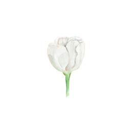 One white tulip isolated on white background. Watercolor hand drawn illustration.