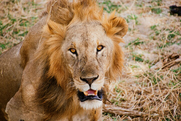Obraz premium Lion at Tarangire National Park, Tanzania