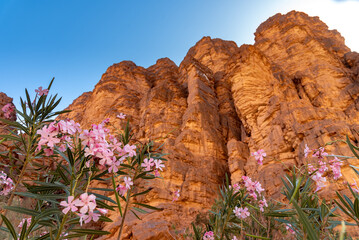 Landscape of the Essendilene canyon in the Sahara Desert, Algeria. Oleanders grow at the bottom of the canyon, at the foot of the red sandstone cliffs - 732662749