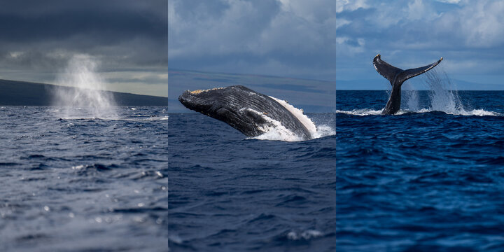 Humpback Whale Spout Breaching Tail Slapping near Lahaina, Maui, Hawaii. Composite Image