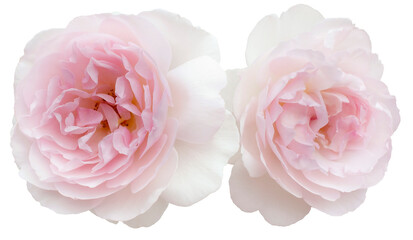 Two delicate pink roses isolated on white background. Detail for creating a collage - 732664339