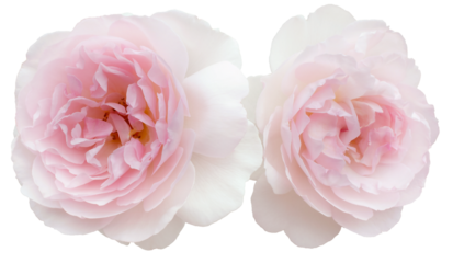 Two delicate pink roses isolated on white background. Detail for creating a collage