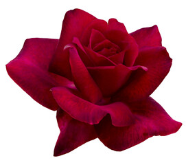 Single dark red rose is on white background. Detail for creating a collage - 732664760