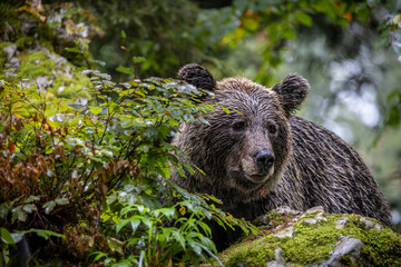 Obraz premium Slovenian brown bear