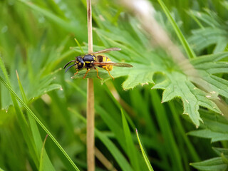 wasp on a leaf