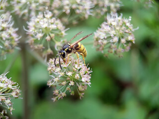 wasp on a leaf