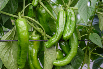 Primer plano de pimientos verdes, para freír en su planta.