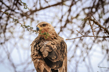 African eagle
