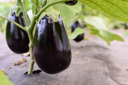 Berenjenas en su planta en primer plano, con suelo de malla para evitar las hierbas.