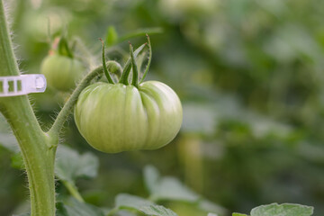 Primer plano de un tomate todavía verde que está en proceso de crecimiento.